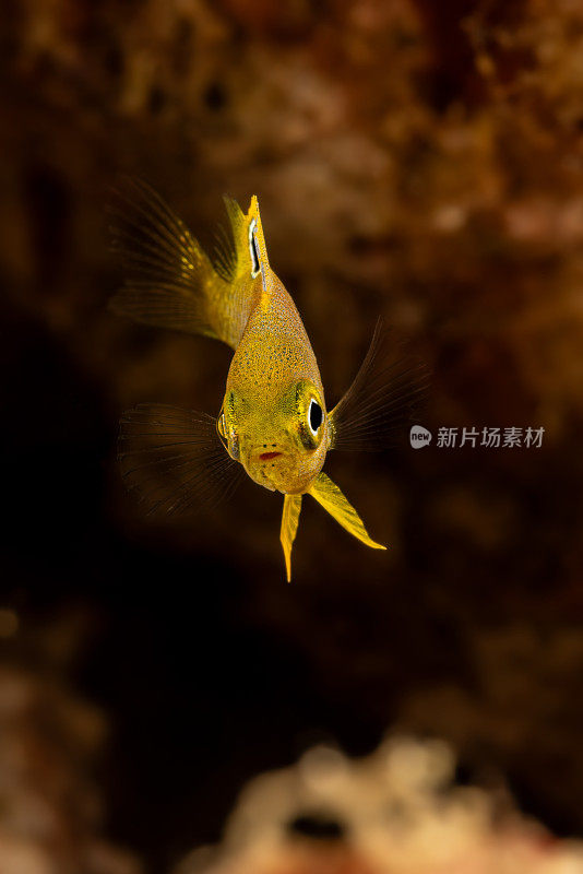 幼Ambon Chromis Pomacentrus amboinensis看着你，Triton湾，西巴布亚省，印度尼西亚